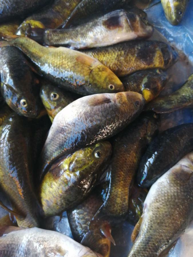 Uros Lodge Lover Titiqaqa Puno Kültér fotó